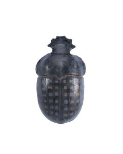 Ateuchus Pius Beetle 39