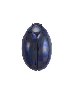 Coccinela Beetle 50