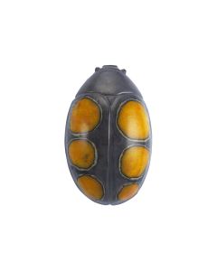 Coccinela Beetle 55