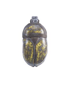 Geotrupes Stercorarius Beetle 10