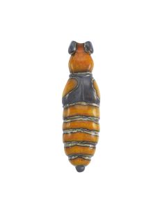 Stenus Motivagus Beetle 30